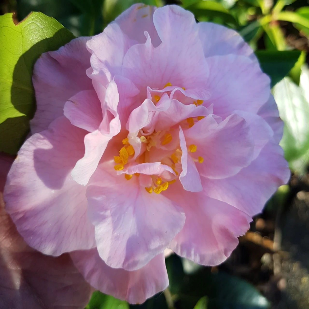 C. japonica 'Laurie Bray'